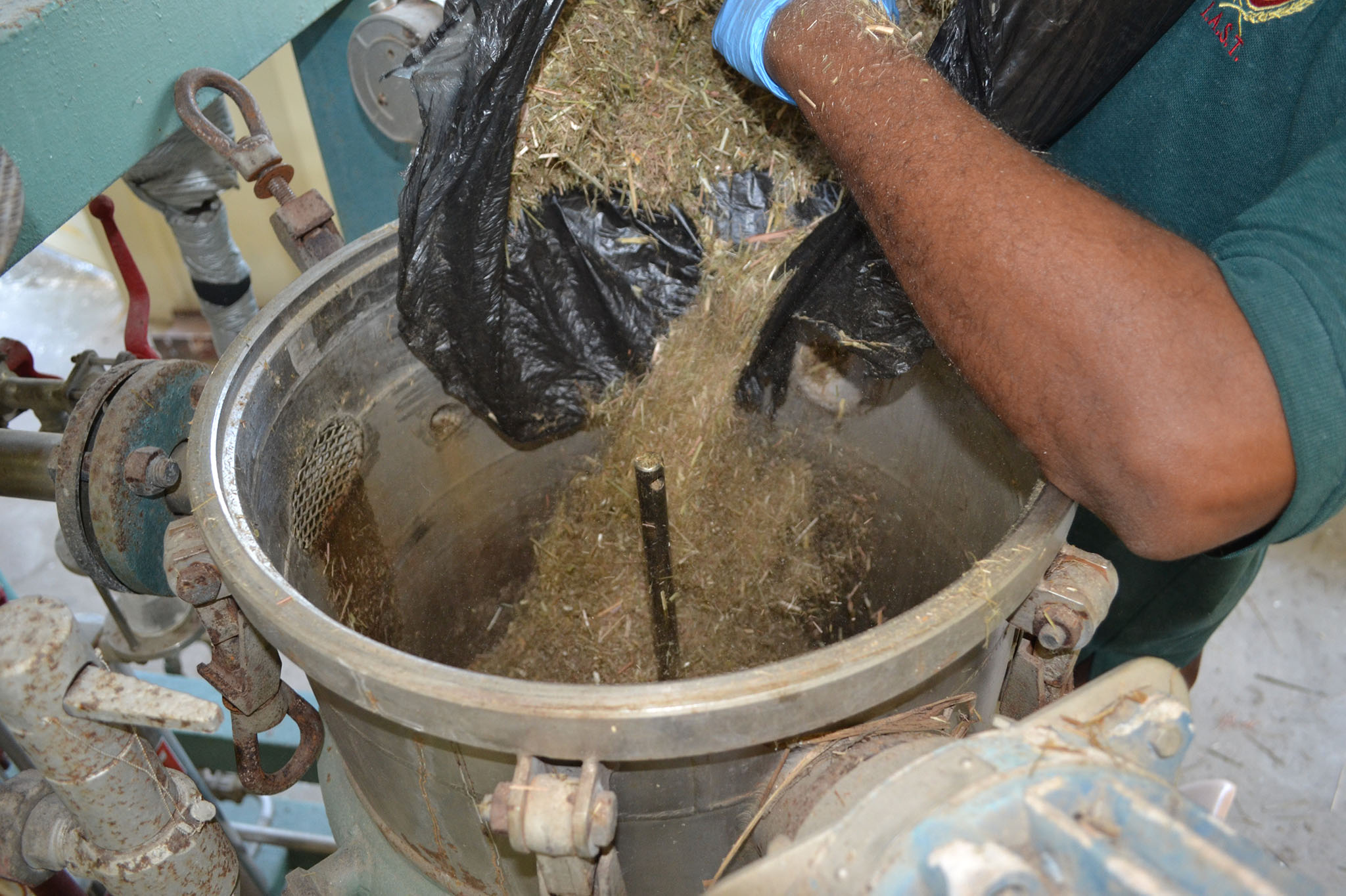 Adding dried lemongrass to the essential oil plant